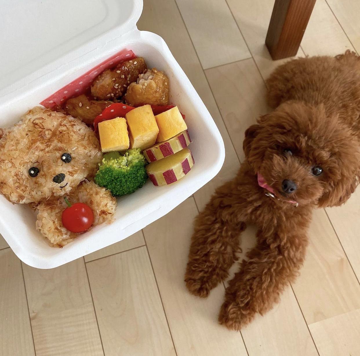 トイプードルこむぎのお弁当 Momokyarabenが投稿したフォトブック Sharee