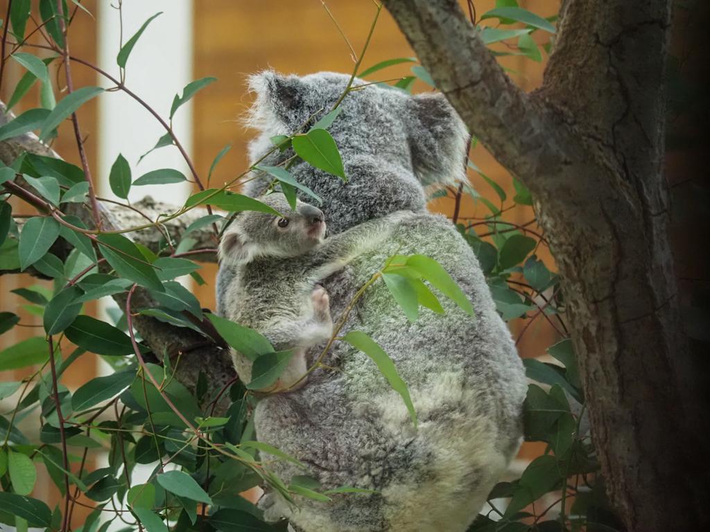 可愛いコアラがたくさんいる動物園 埼玉こども動物自然公園 人生は旅が投稿した記事 Sharee