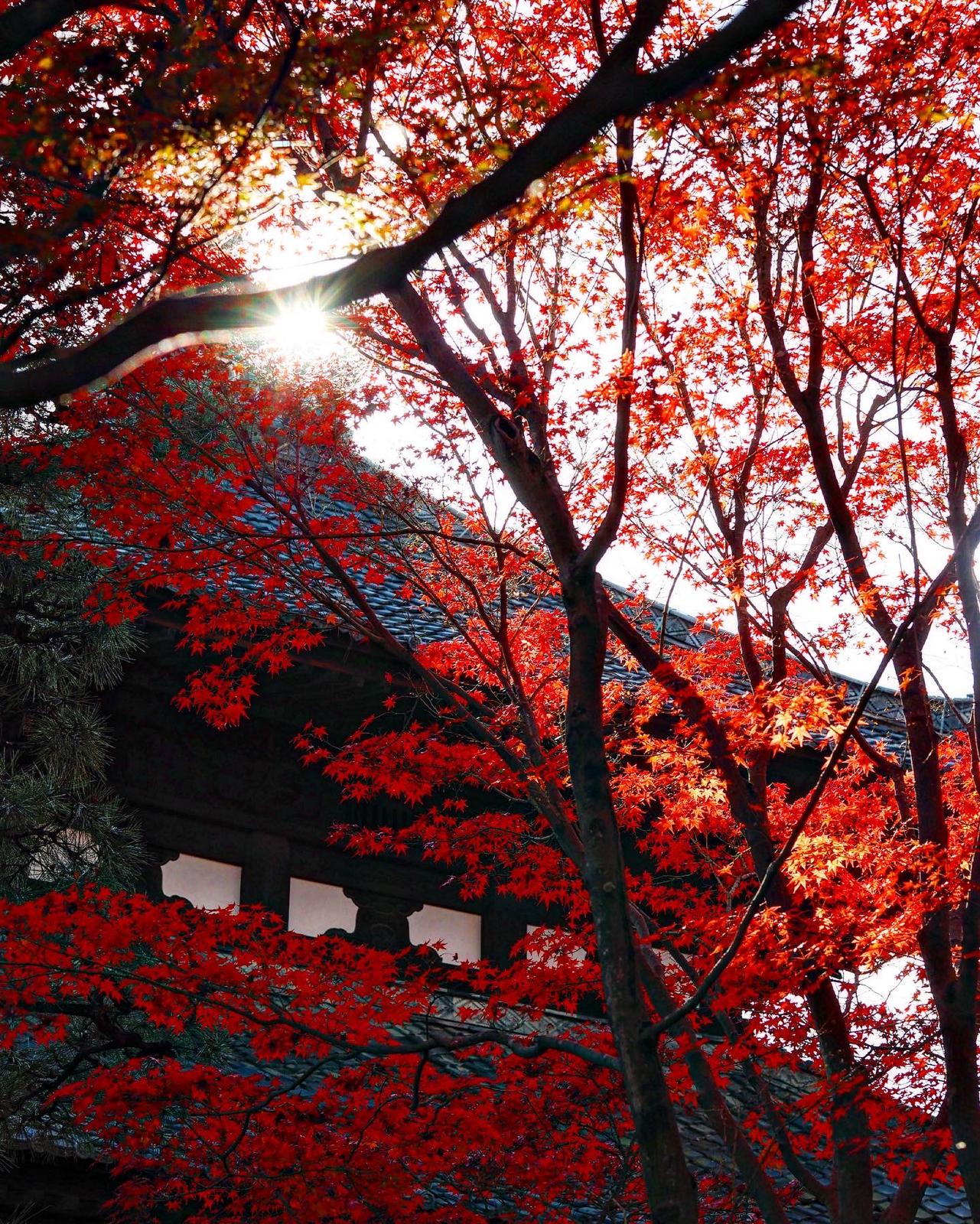 京都 東福寺の秋景色 Meg Sweethoneyが投稿したフォトブック Lemon8