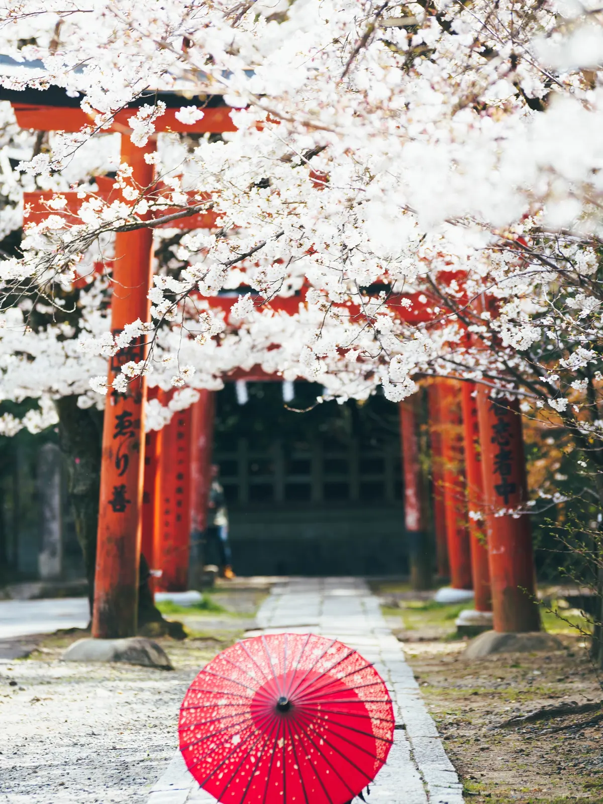 見なきゃ損 22年行きたい京都の桜スポット Vol3 超穴場スポット教えちゃいます Shisonydayoが投稿したフォトブック Lemon8