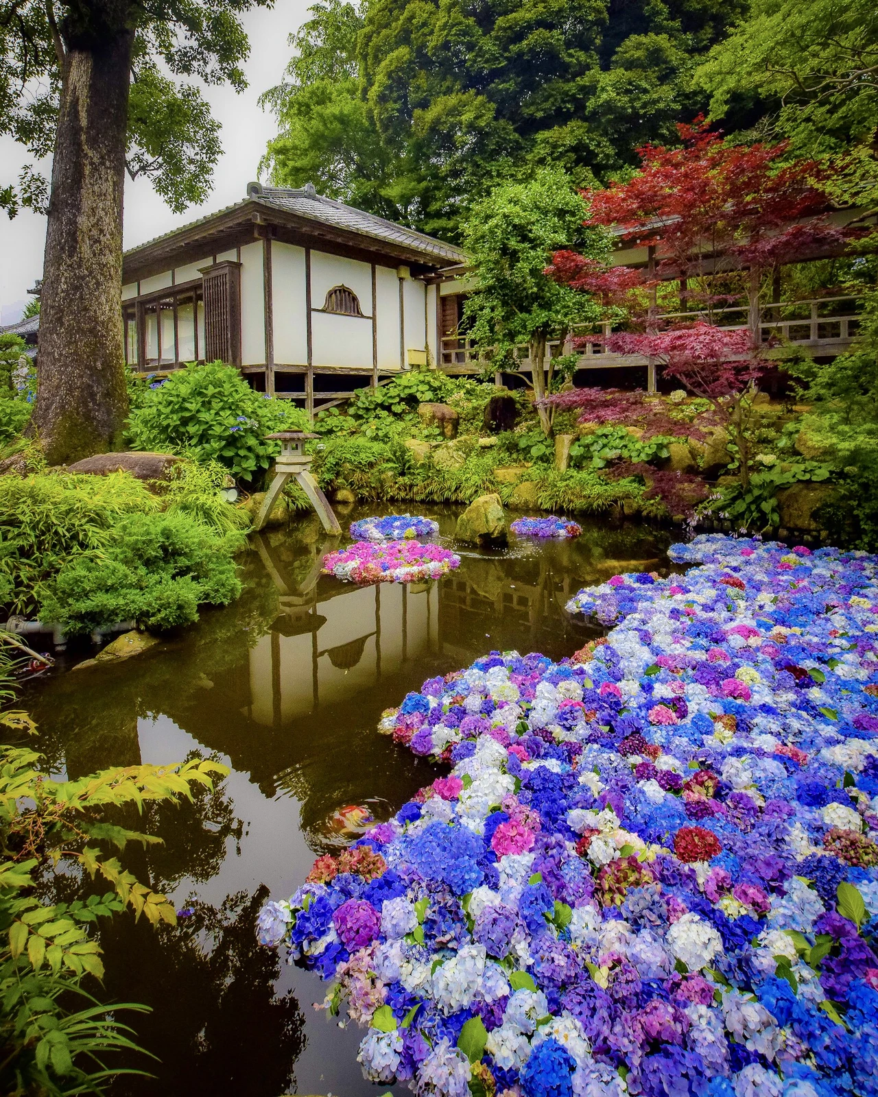 茨城県桜川市 紫陽花の水中花を見るならここ 雨引山楽法寺 雨引観音 Jptravelerspicが投稿したフォトブック Lemon8