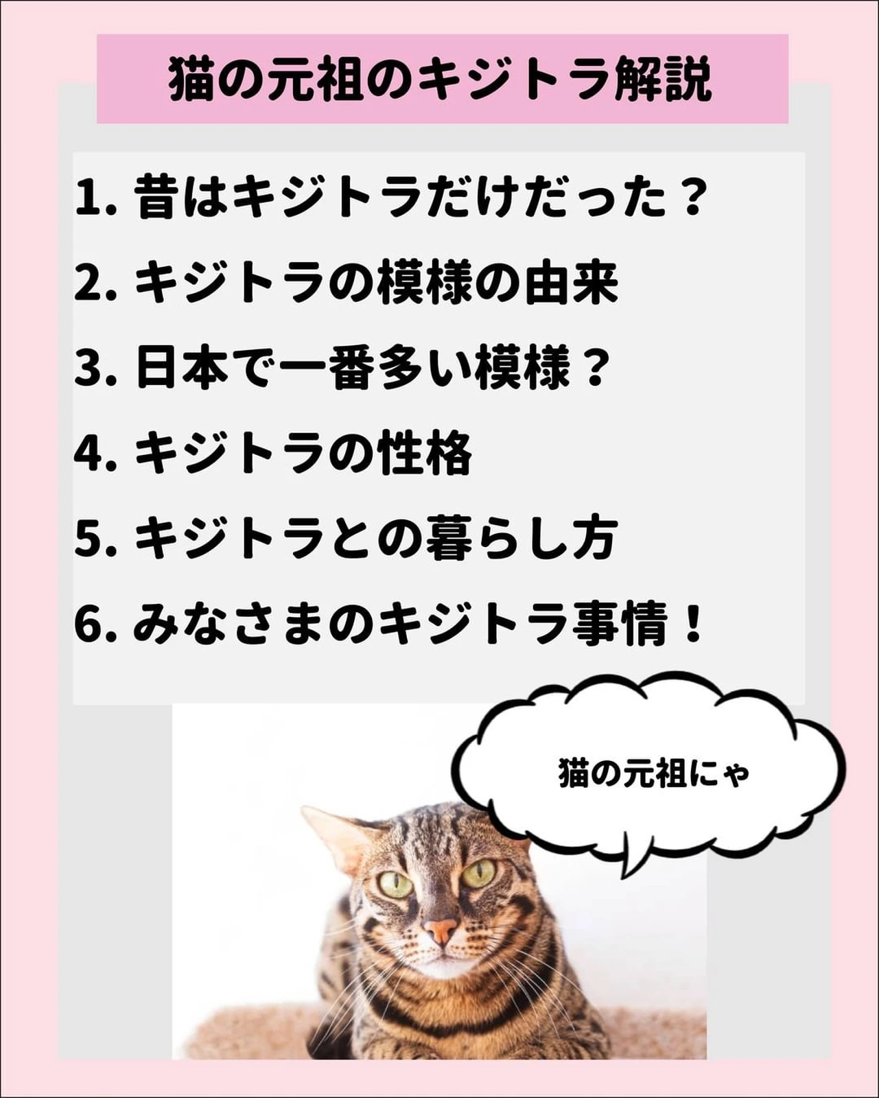 キジトラ 猫 Lemon8 キジトラ 猫 Lemon8