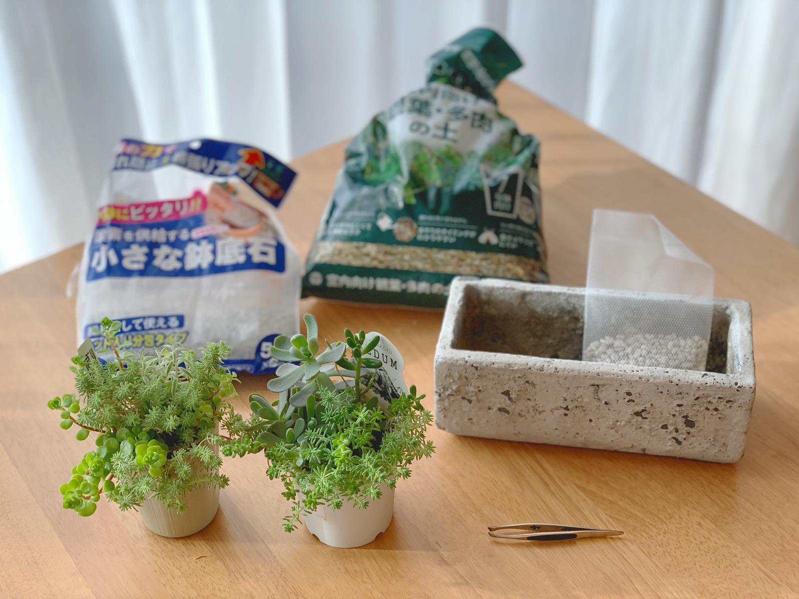 多肉植物の植え替え セダム Nezumiが投稿したフォトブック Lemon8