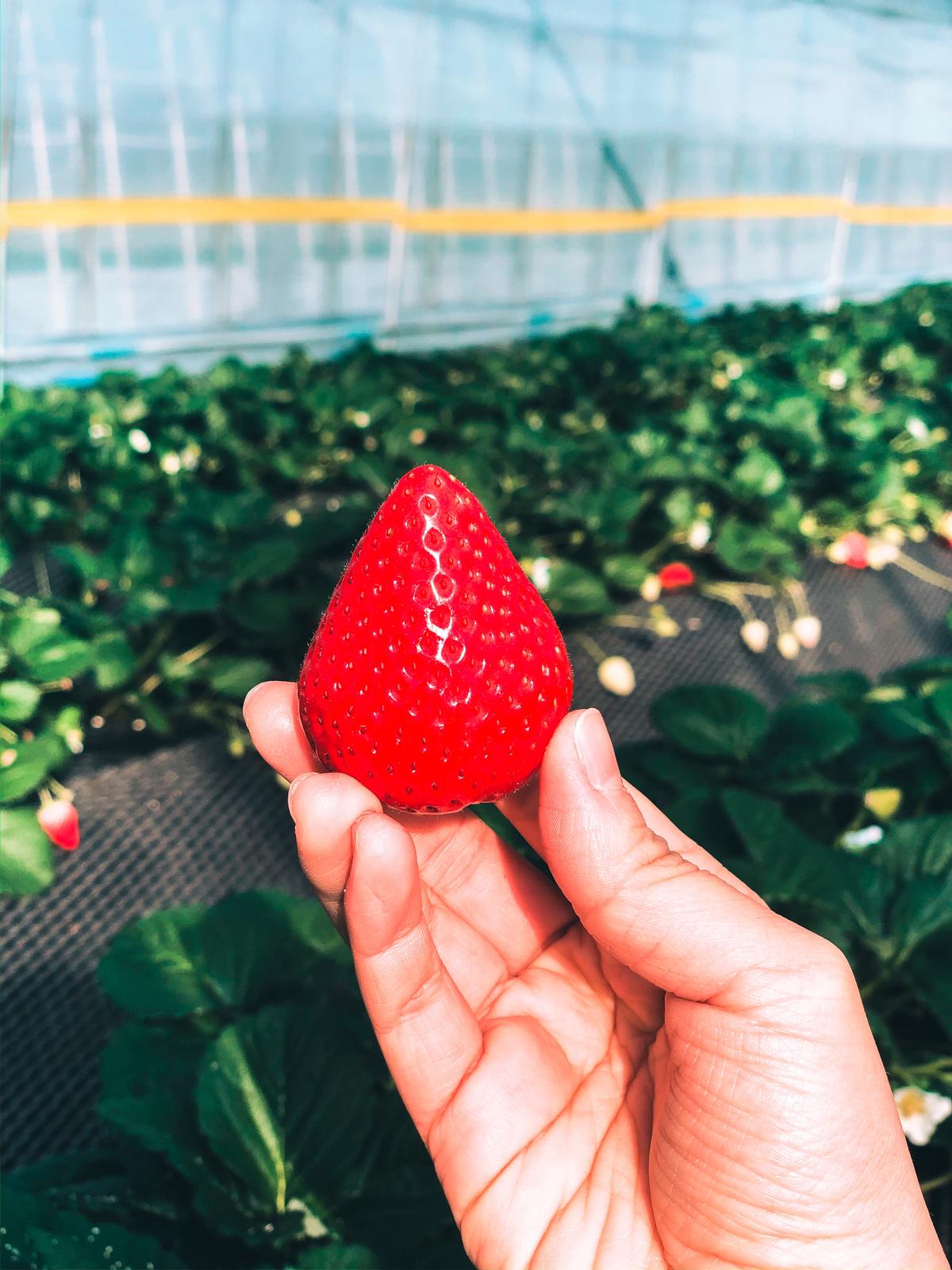 栃木 5月まで楽しめる 日光のいちご狩り Miki Travelerが投稿したフォトブック Sharee