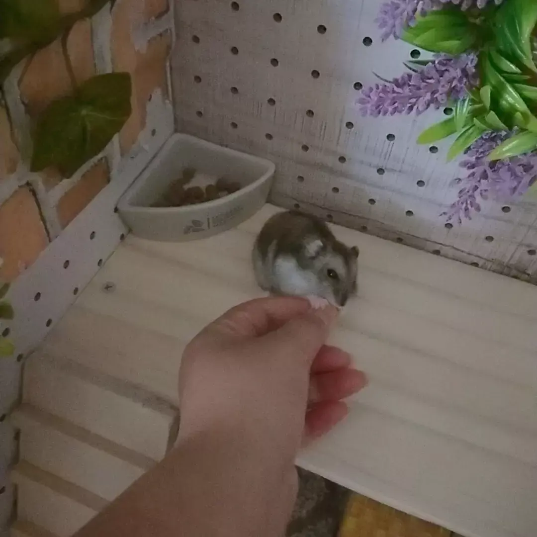 自作ハムスターロフト ハムママが投稿したフォトブック Lemon8