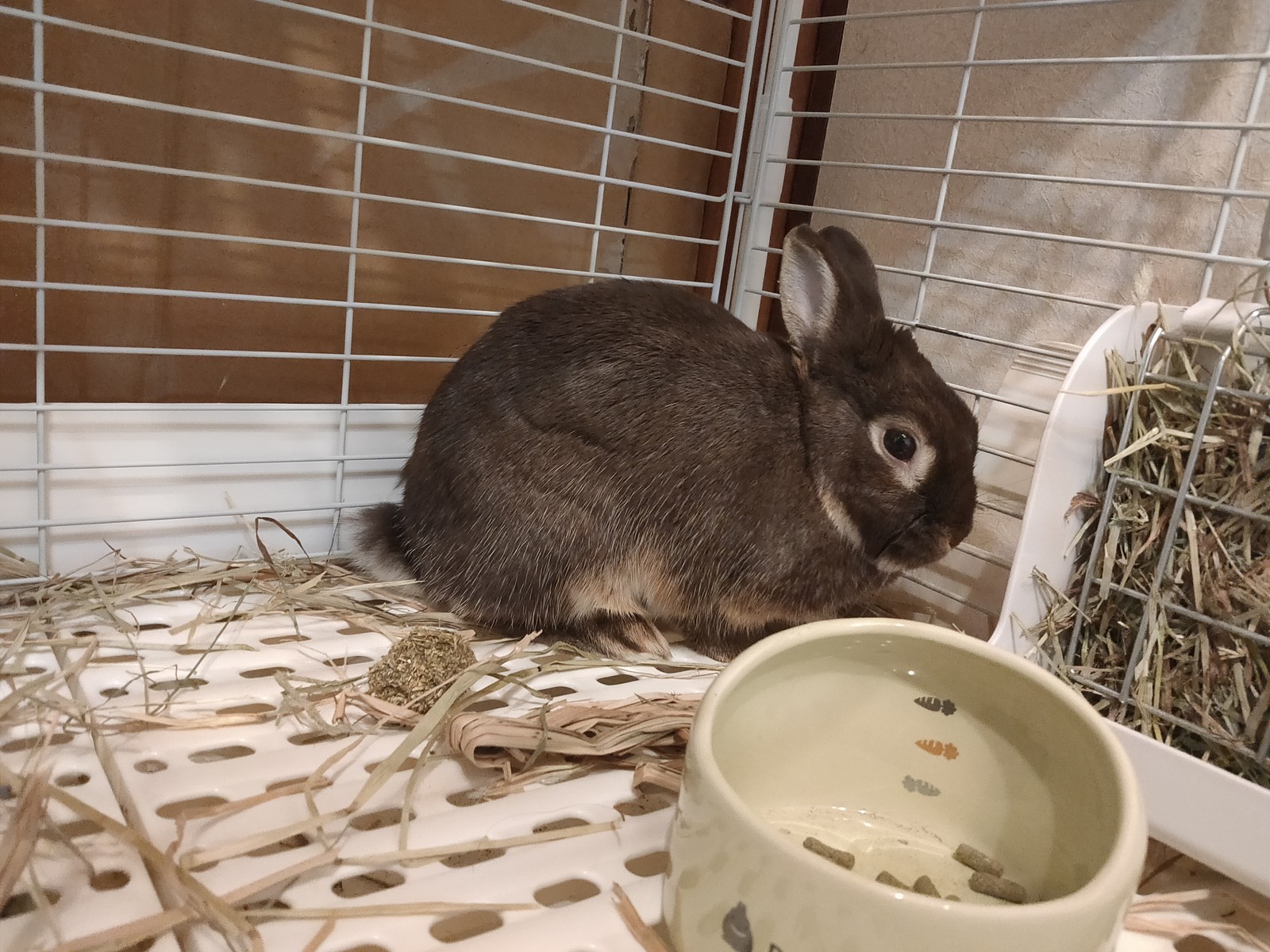 Lemon8 Story うさぎケージ レイアウト