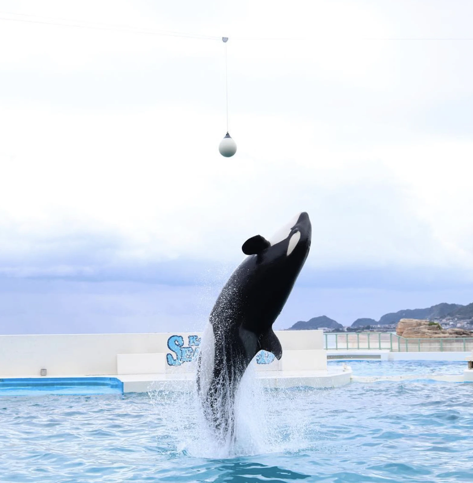 鴨川シーワールド Kamogawa Sea World Chika 6375が投稿したフォトブック Lemon8