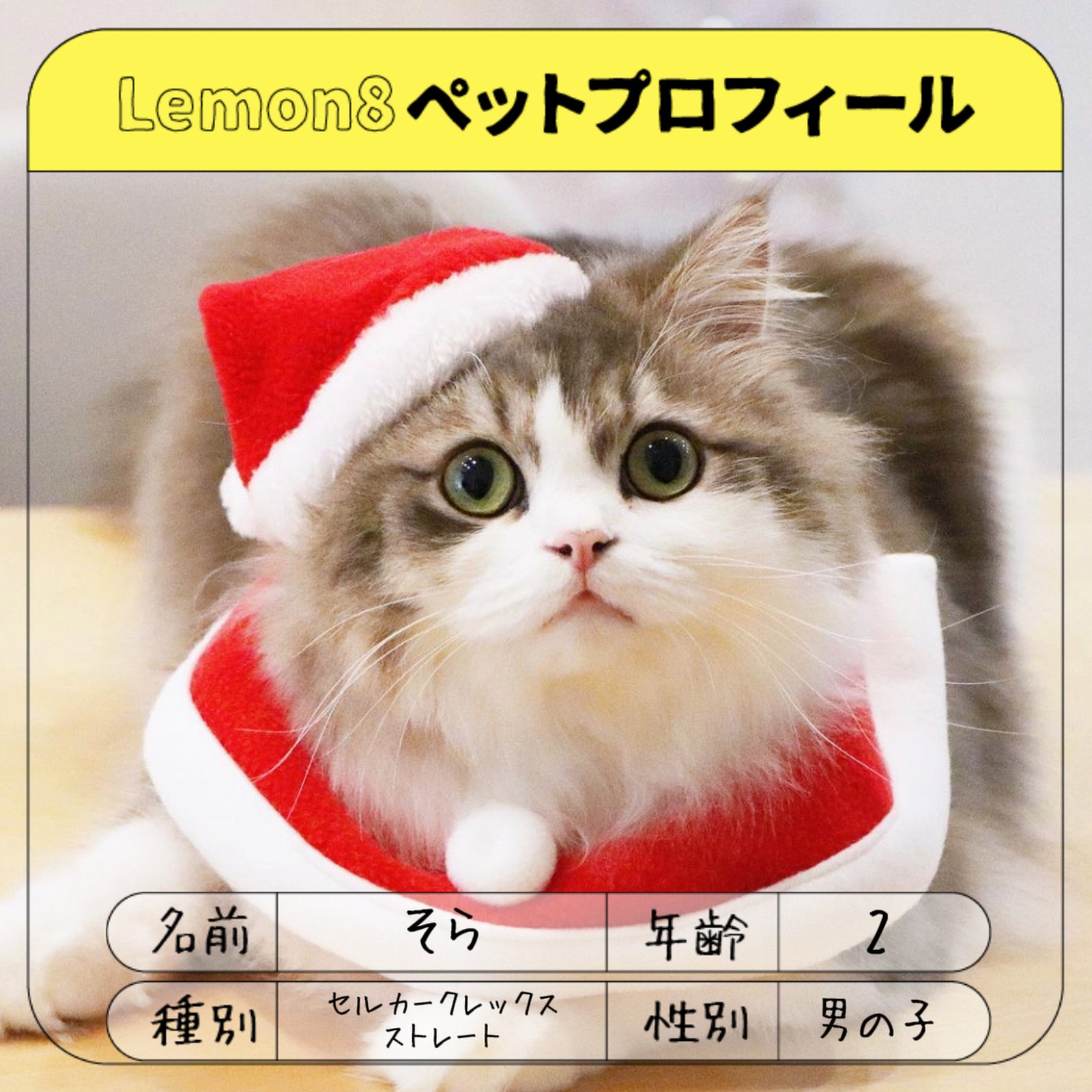 Lemon8 Story ぐるねこ グルメと猫