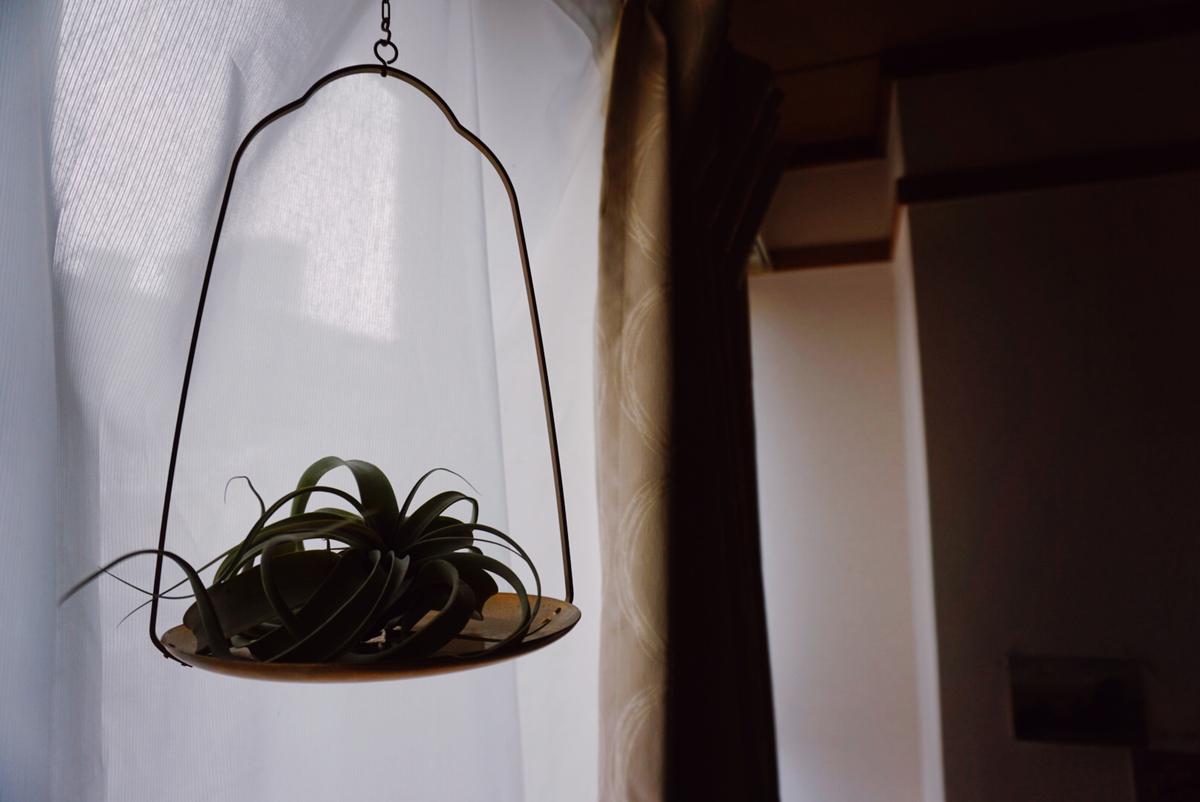 エアプランツのオススメ飾り方 ぞのが投稿した記事 Sharee