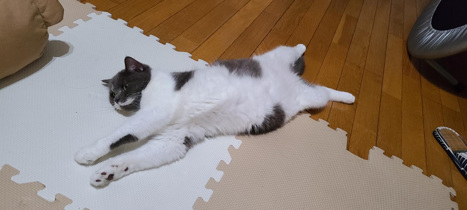 気ままに猫投稿 ᴥ 匣ヌコが投稿したフォトブック Sharee
