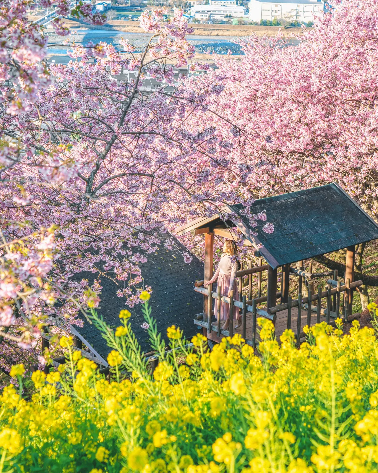 神奈川県 桜 菜の花 まつだ桜まつり Kyoko1903が投稿したフォトブック Lemon8