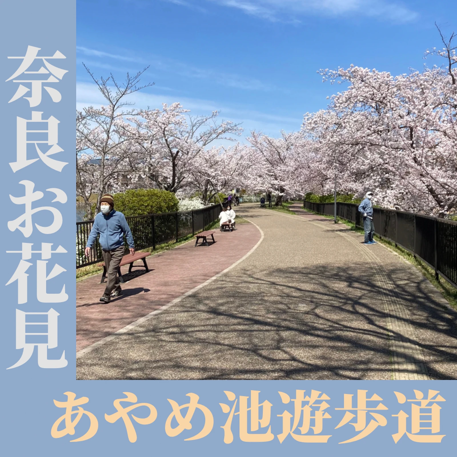 奈良の駅近お花見スポットあやめ池 奈良の最新グルメ情報 が投稿したフォトブック Lemon8 奈良の駅近お花見スポットあやめ池 奈良の最新グルメ情報 が投稿したフォトブック Lemon8