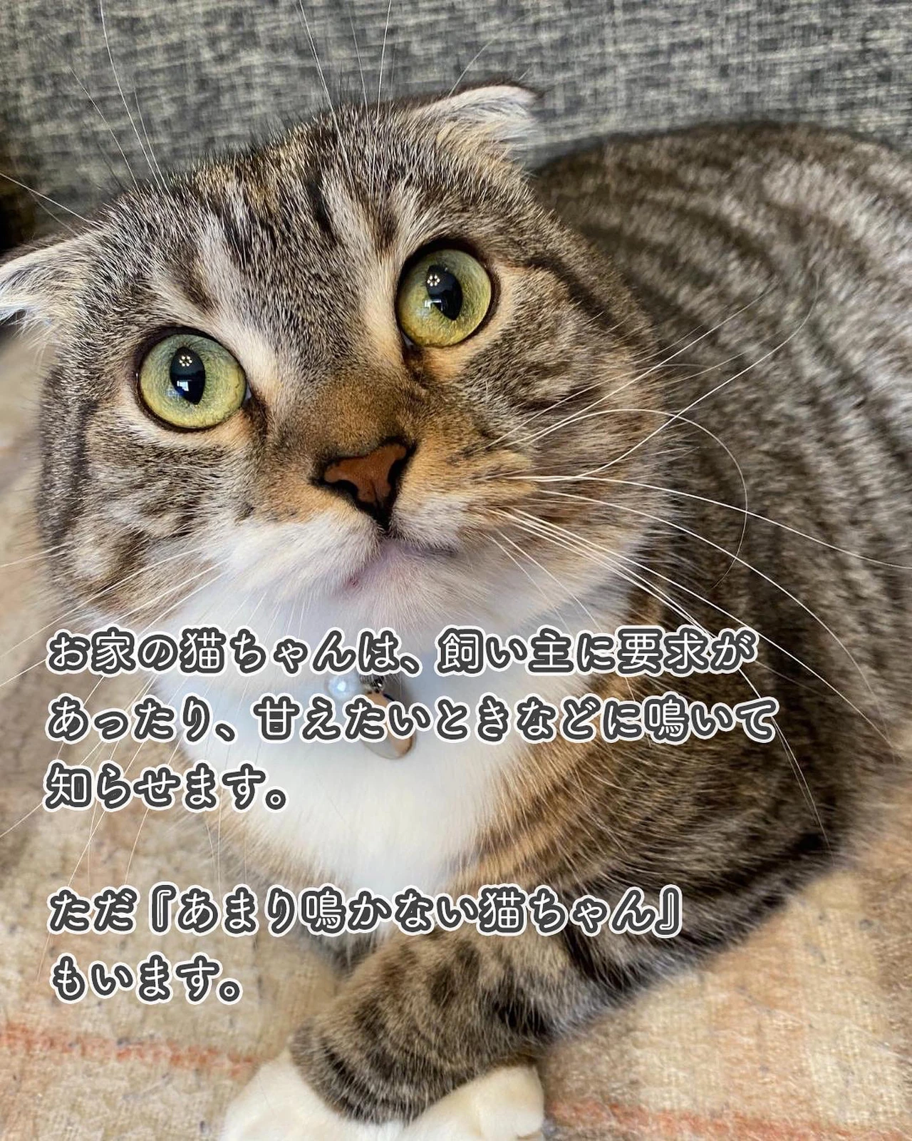 鳴く猫と鳴かない猫の違いは何 ねこぞー 猫のお役立ち情報が投稿したフォトブック Lemon8