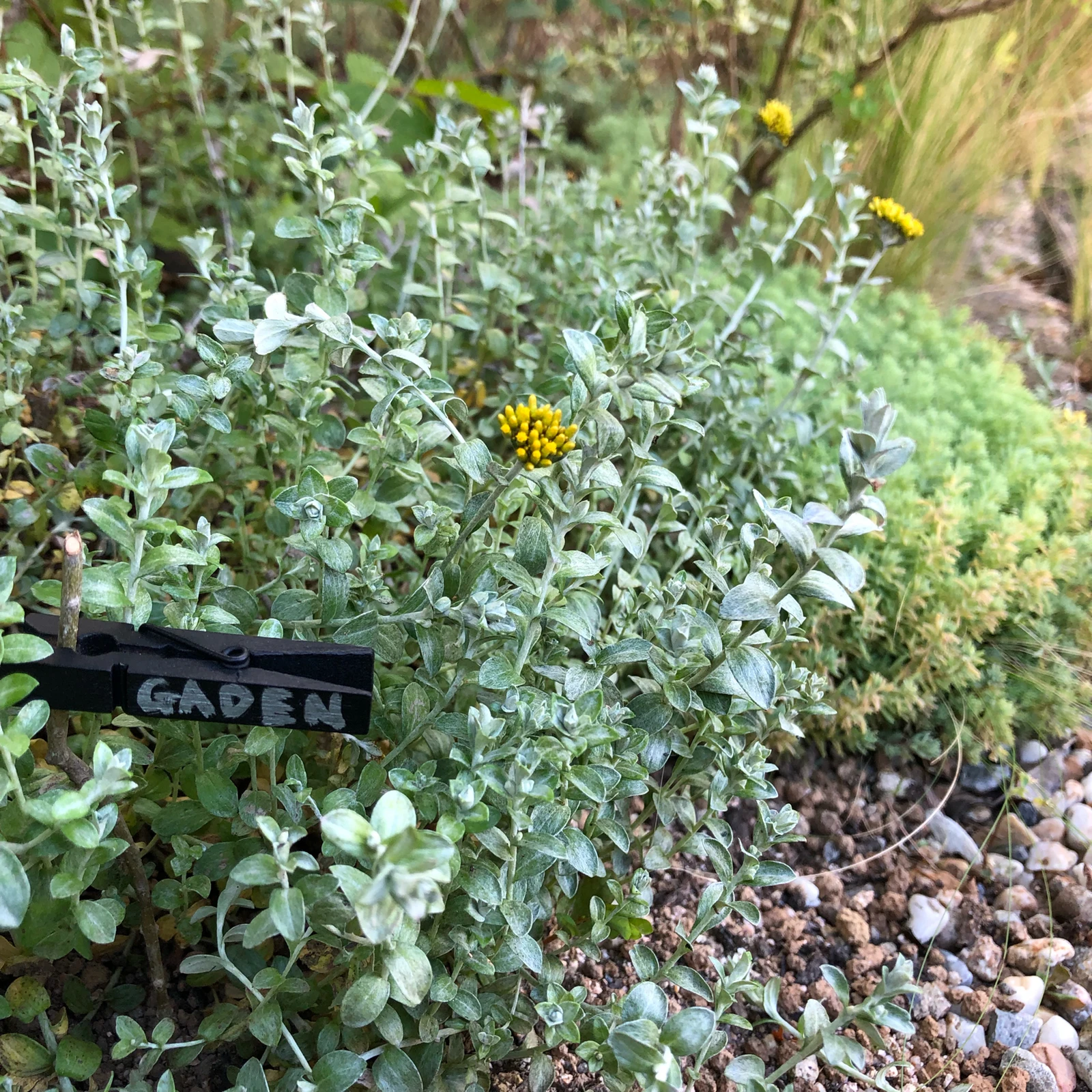 葉も花も極小 ヘリクリサム ライムミニ M Gardenが投稿したフォトブック Lemon8 葉も花も極小 ヘリクリサム ライムミニ M Gardenが投稿したフォトブック Lemon8