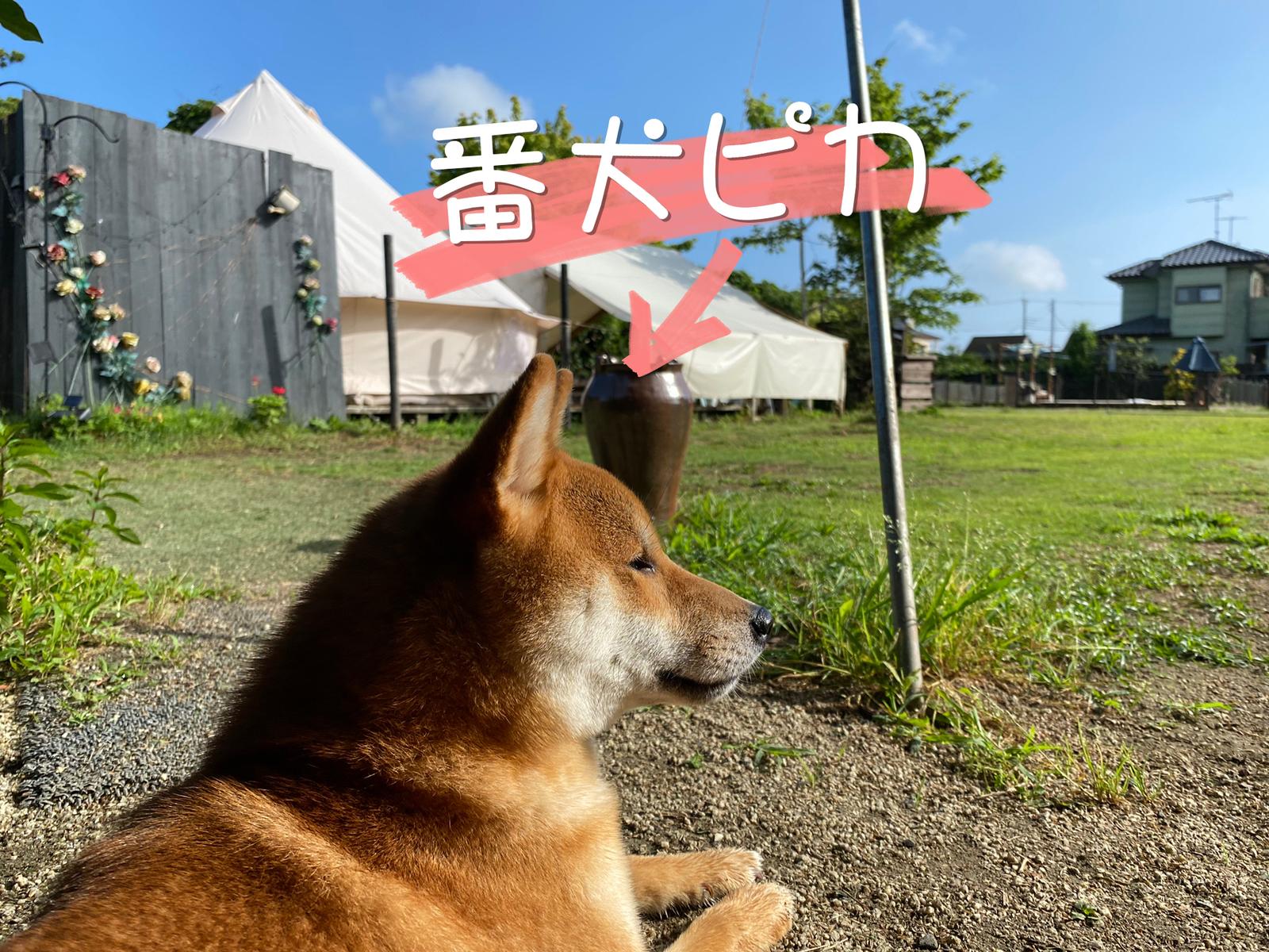 犬とキャンプ初心者必見 関東近郊ならここ最高 ピカママが投稿したフォトブック Lemon8