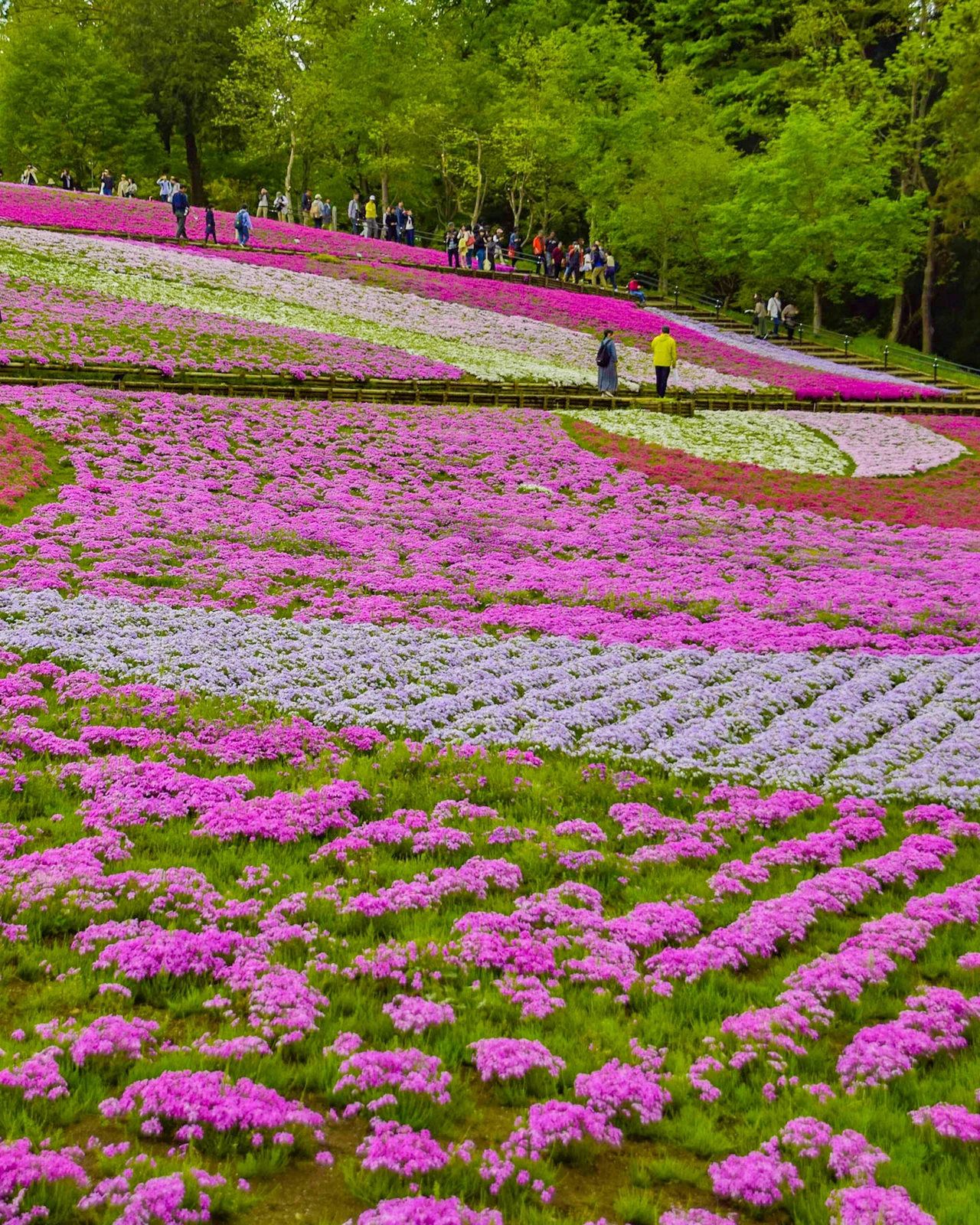 カラフルな芝桜の絨毯が美しい 埼玉県 羊山公園 Jptravelerspicが投稿したフォトブック Lemon8