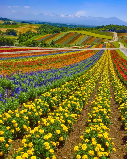 Gwに行きたい 全国のお花畑 Lemon8 Gwに行きたい 全国のお花畑 Lemon8