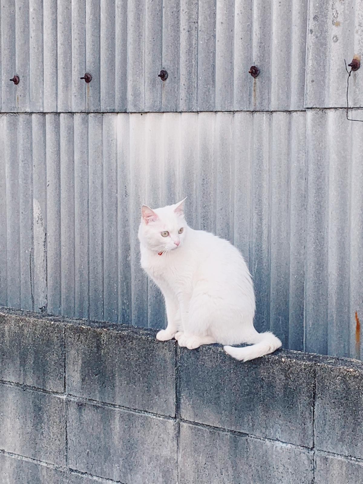 このラーメン食べた帰り道に見た猫 Minamiiiが投稿したフォトブック Sharee