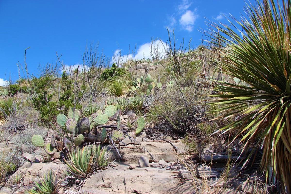 ニューメキシコ州３泊４日旅行 グアダループ山地国立公園編 ４日目 鈴木桜が投稿した記事 Sharee