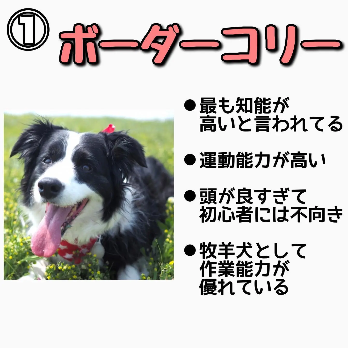 Lemon8 Story トイプードル里親