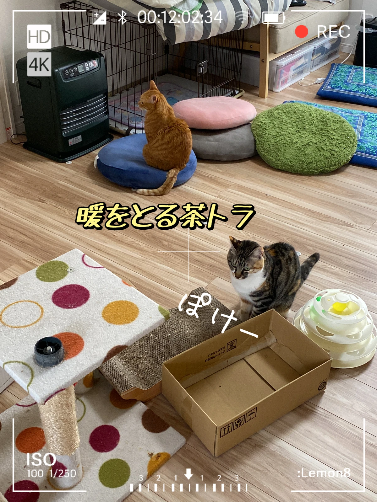 茶トラ兄弟 Lemon8
