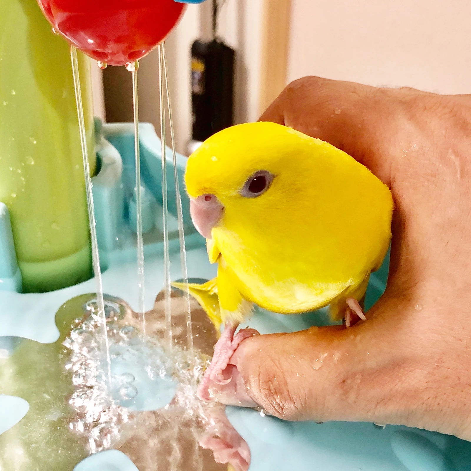 水浴びにハマったサザナミインコのプー インコ三人衆が投稿したフォトブック Lemon8