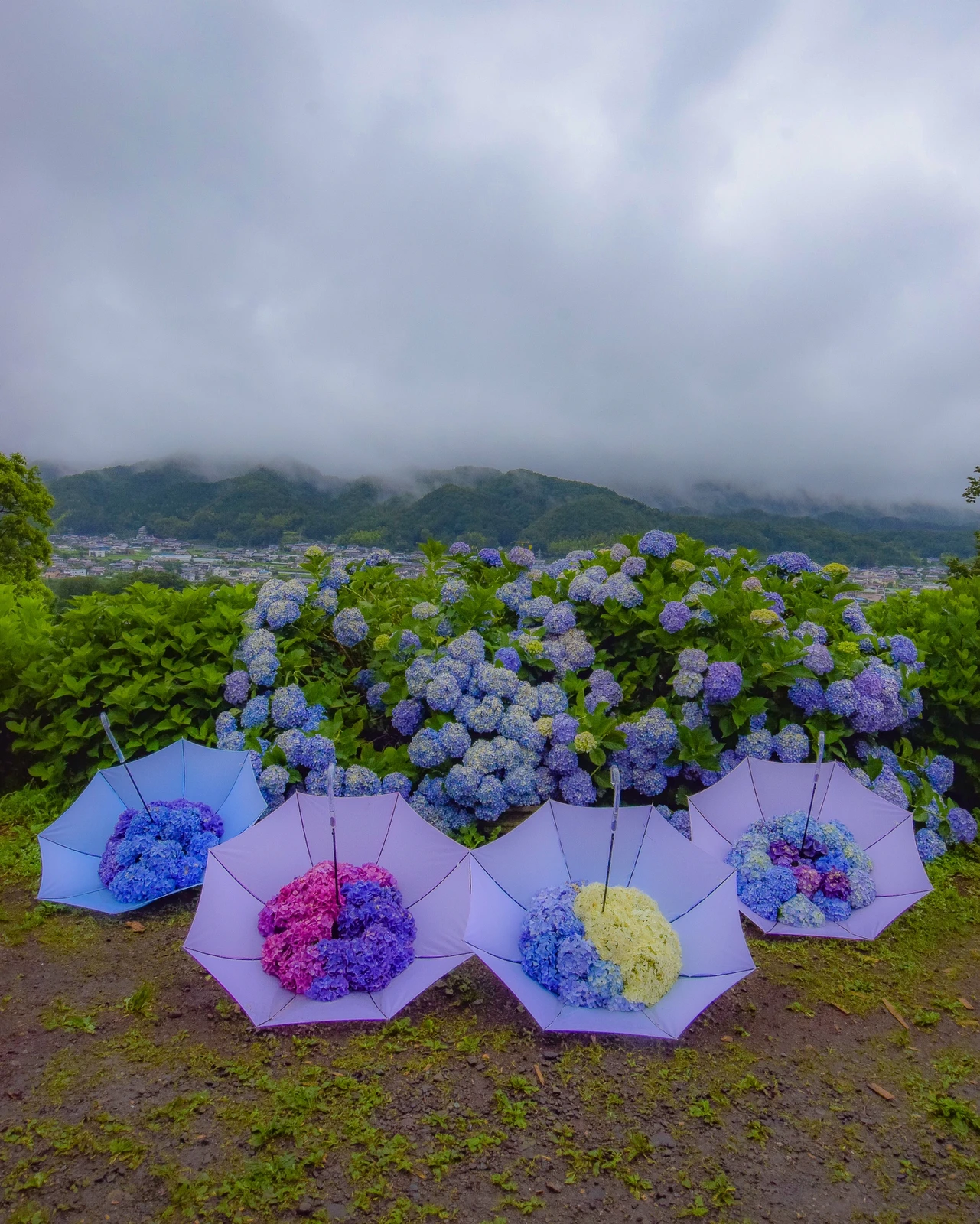 群馬県 のあじさいの名所 下仁田あじさい園 限定のアンブレラフラワーアレンジメント Jptravelerspicが投稿したフォトブック Lemon8