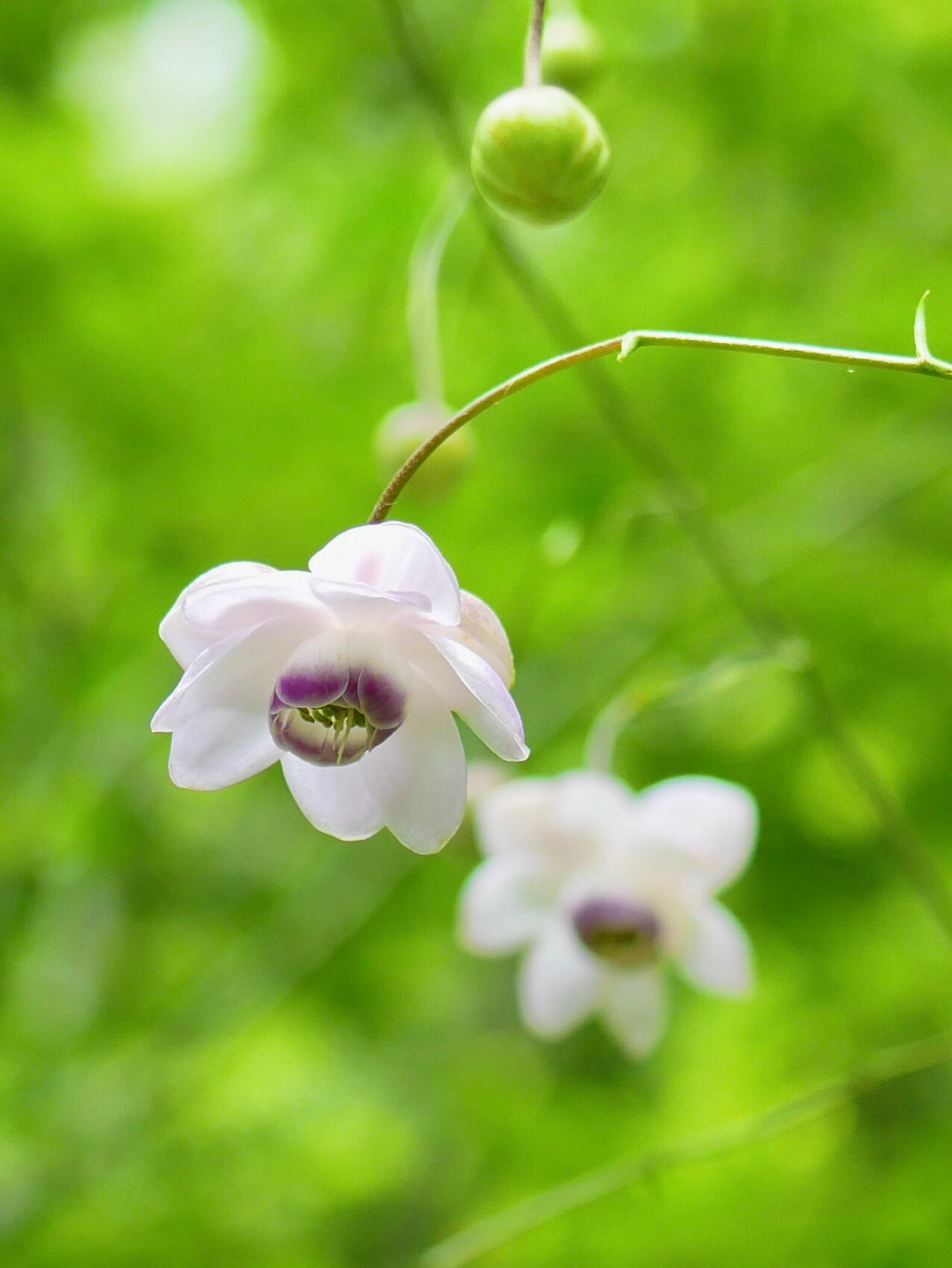 はんなり京都 8月 府立植物園で珍しいレンゲショウマ 梅花藻に出会える Lagunayoshinoが投稿したフォトブック Lemon8