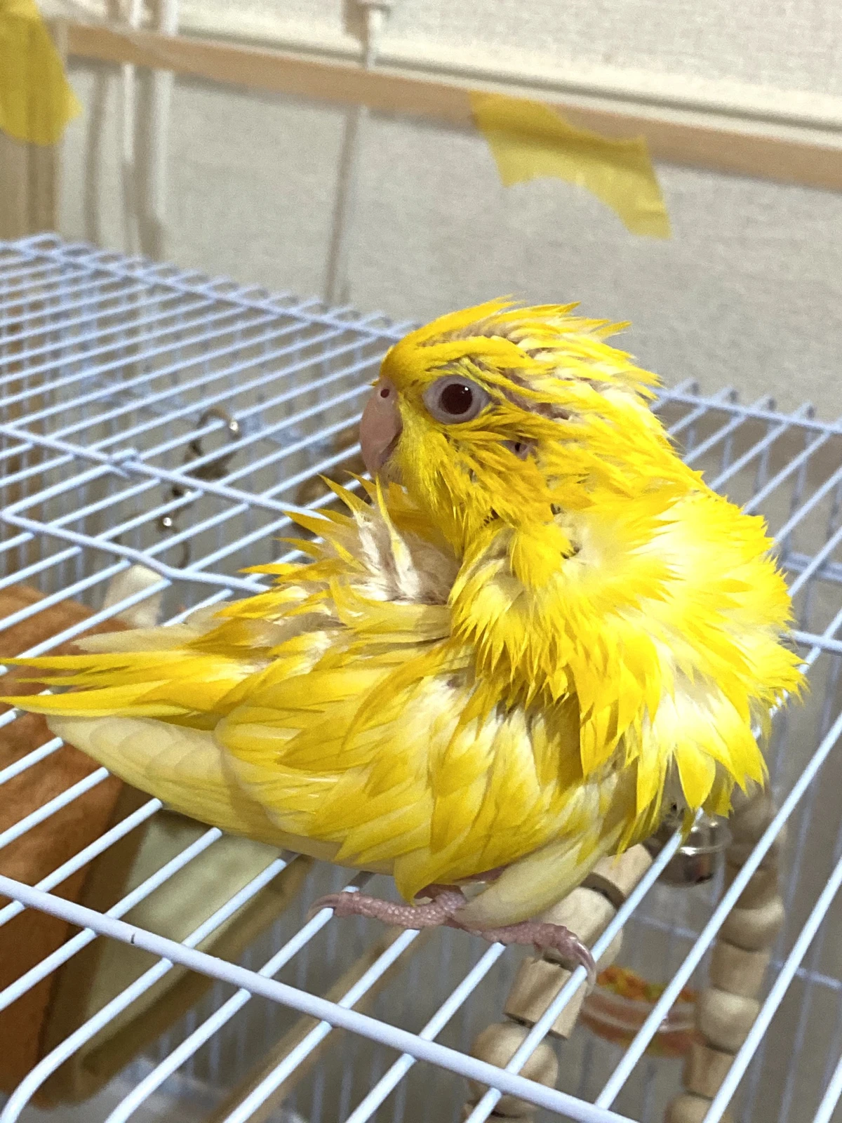 水浴びにハマったサザナミインコのプー インコ三人衆が投稿したフォトブック Lemon8