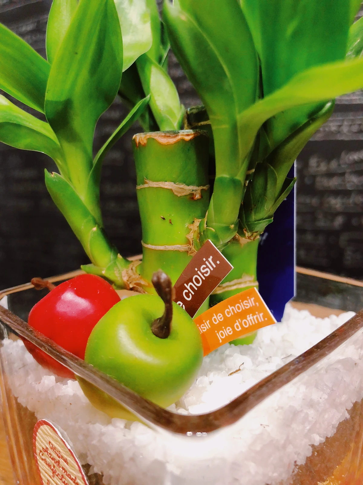 花屋さんでみつけた見た目が竹みたいな植物 口一が投稿したフォトブック Lemon8