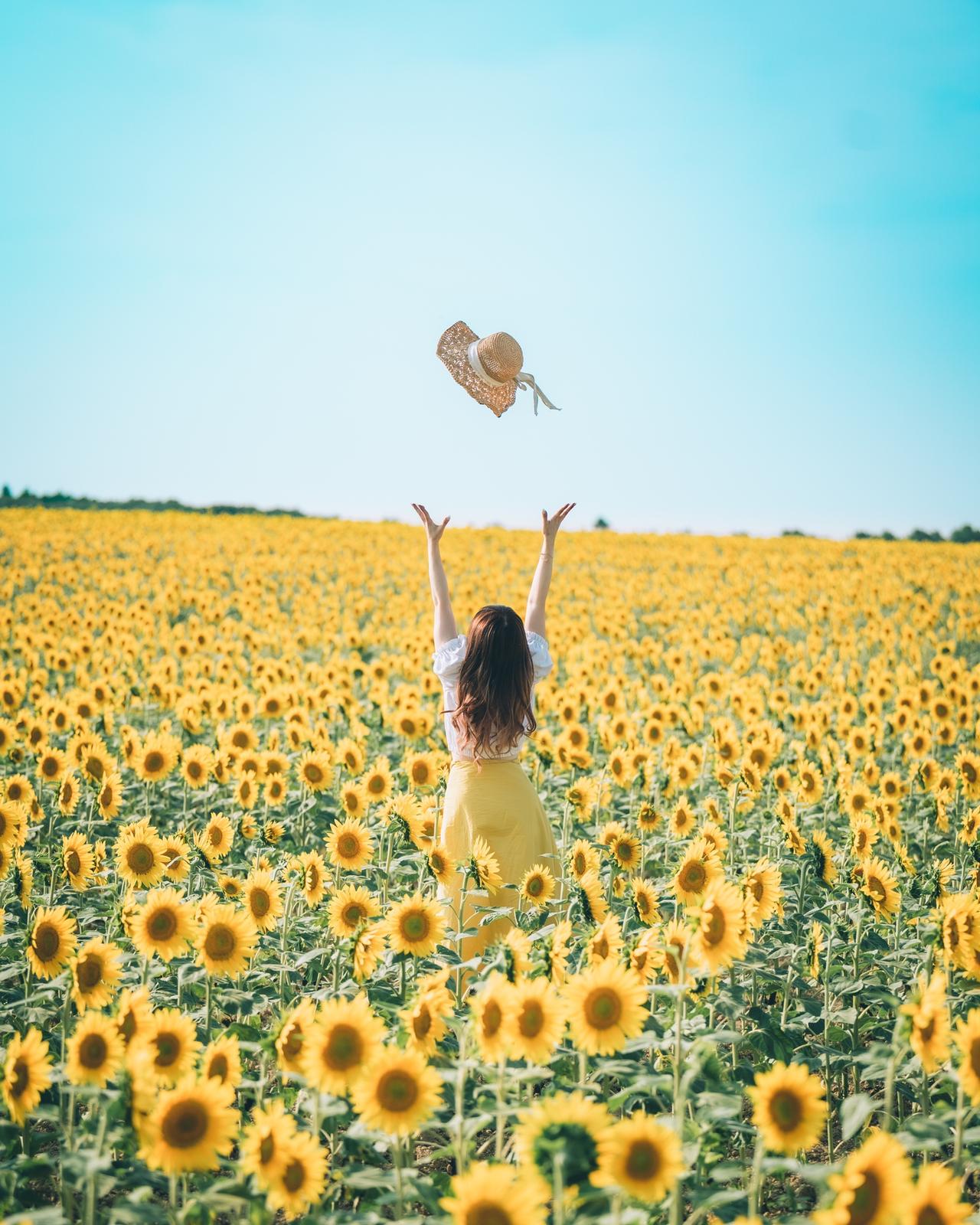 北海道に行くなら 抑えるべきひまわり畑 Mizukimemorypicが投稿したフォトブック Sharee