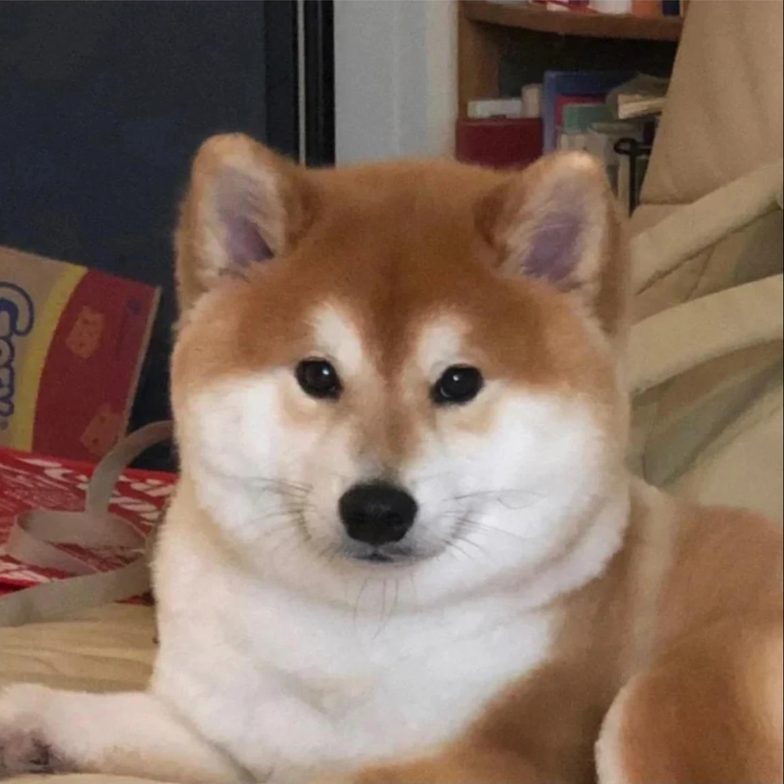 太ってないのになぜ二重あご 柴犬haruが投稿したフォトブック Lemon8