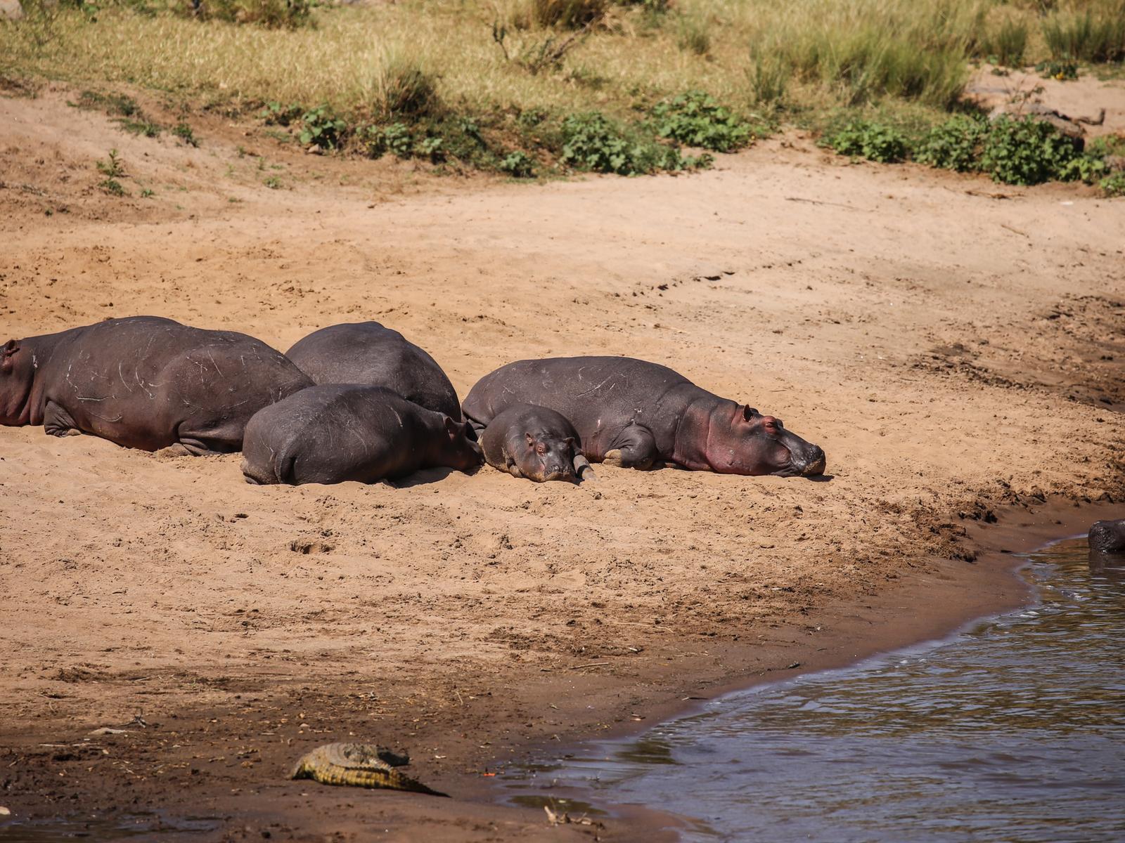 ケニア ワニとカバの住処に Mara River Tabitabikaigaiが投稿したフォトブック Lemon8