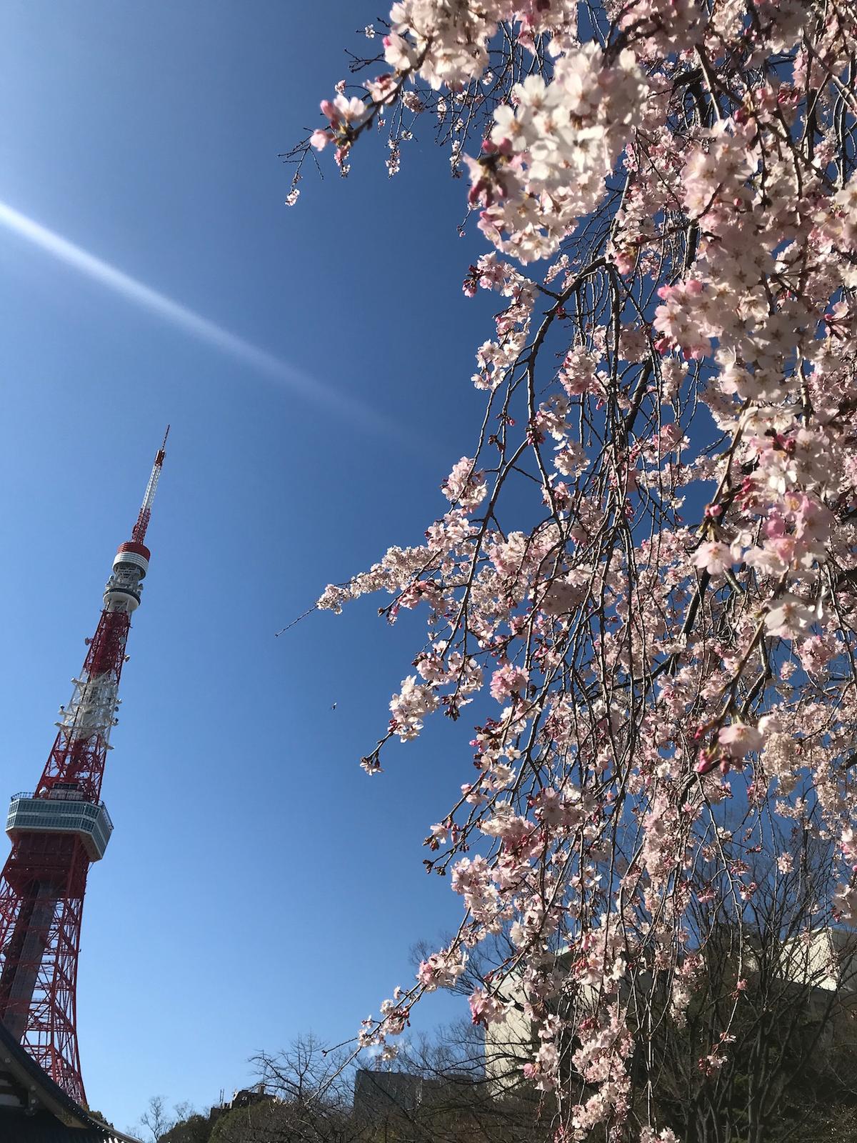 東京のシンボル 東京タワーと増上寺と桜のコントラストで春を感じる Jennieが投稿した記事 Lemon8