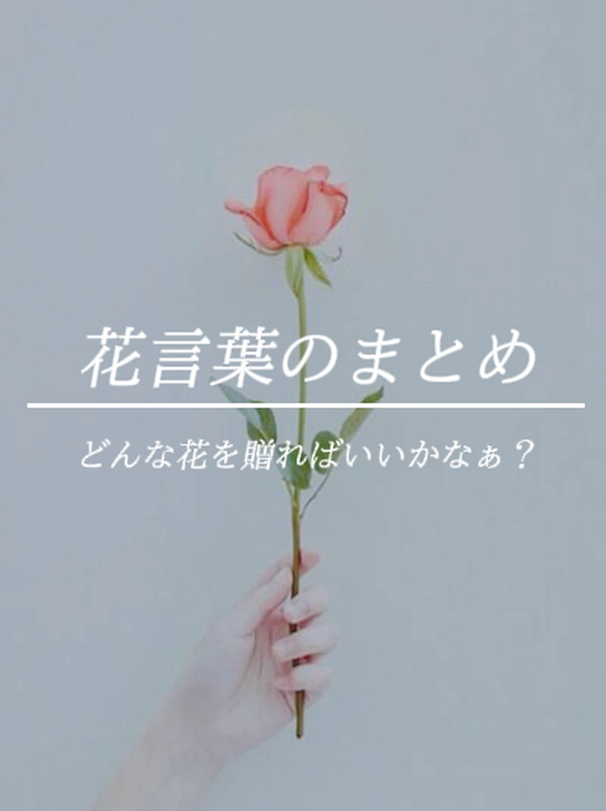 花言葉のまとめ モモpinkが投稿したフォトブック Lemon8