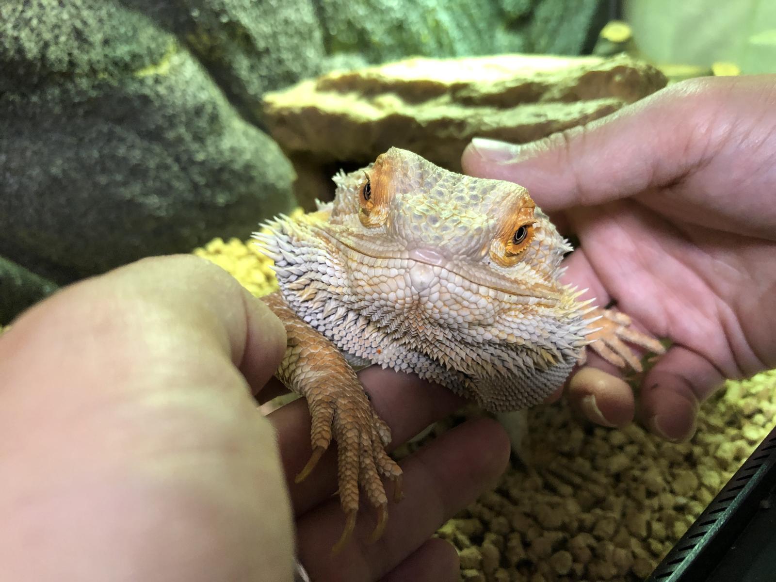 ふしぎな魅力 フトアゴヒゲトカゲのいる暮らし ふーごろさんが投稿したフォトブック Sharee