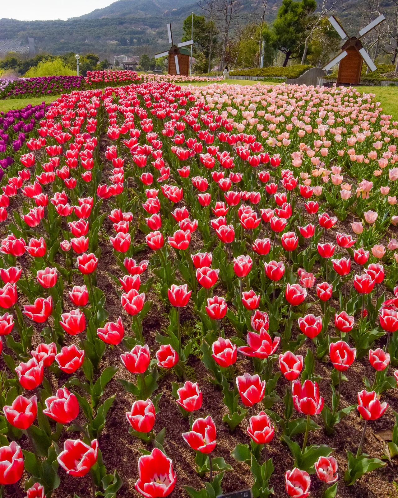 兵庫県 関西のチューリップはここも見逃せない 国営淡路海峡公園 Jptravelerspicが投稿したフォトブック Lemon8