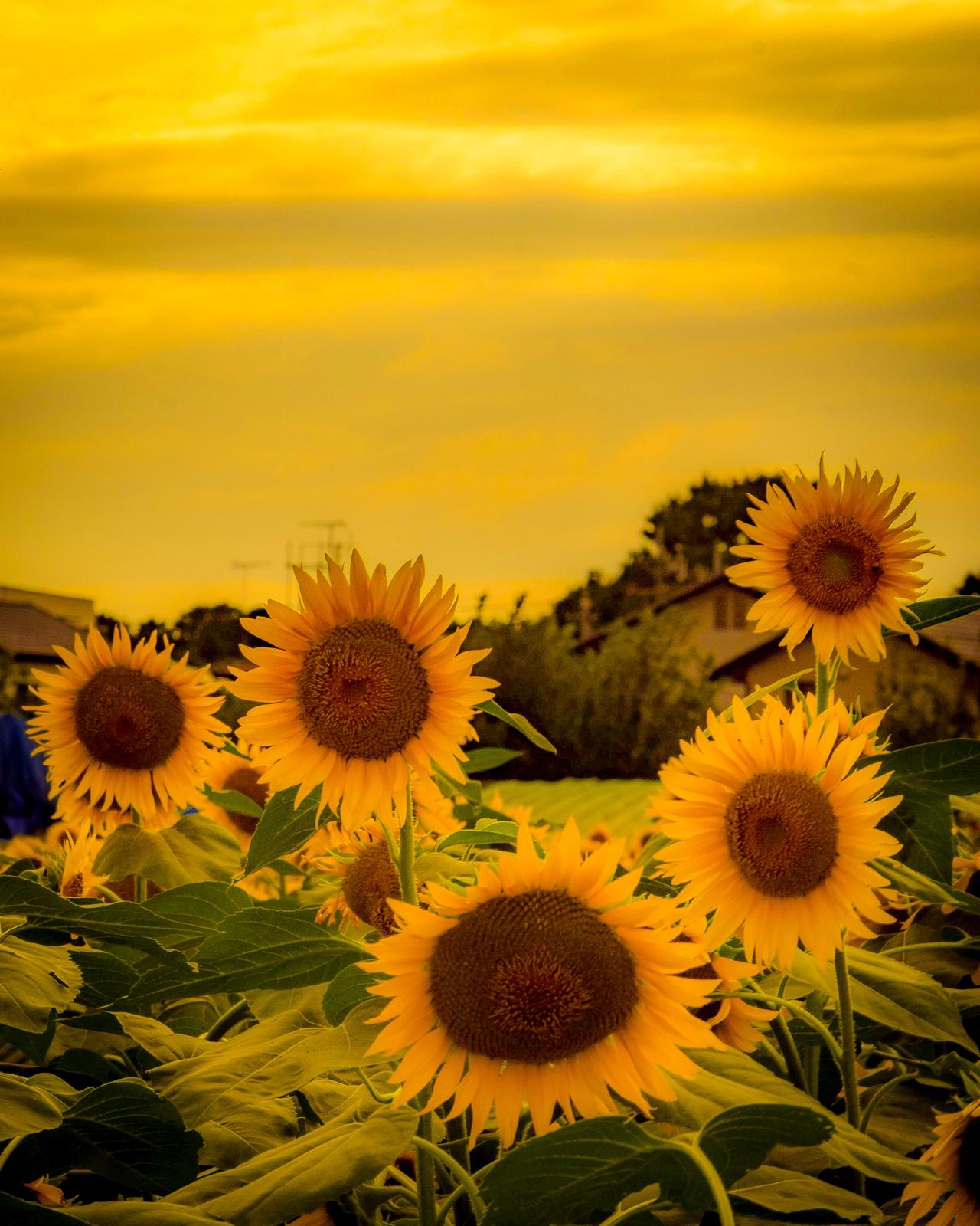 栃木県 夕景の野木のひまわり畑 Jptravelerspicが投稿したフォトブック Sharee