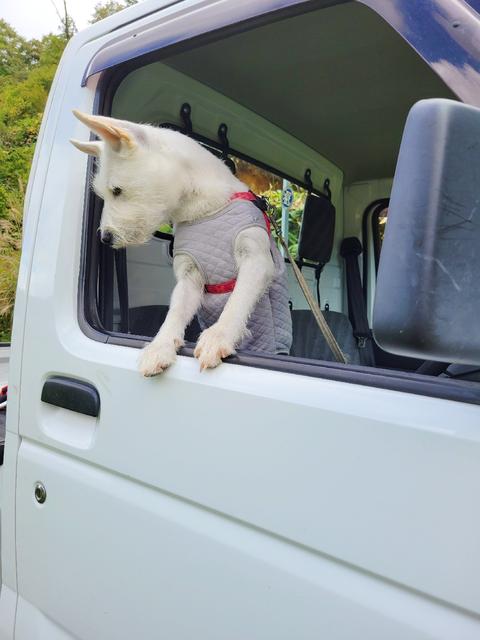 農業女子犬に関する最新の人気投稿 Lemon8