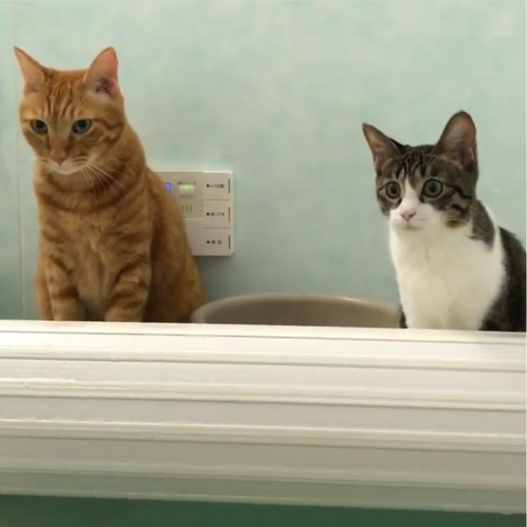 お風呂好きの猫🐈  youkoが投稿したフォトブック  Lemon8