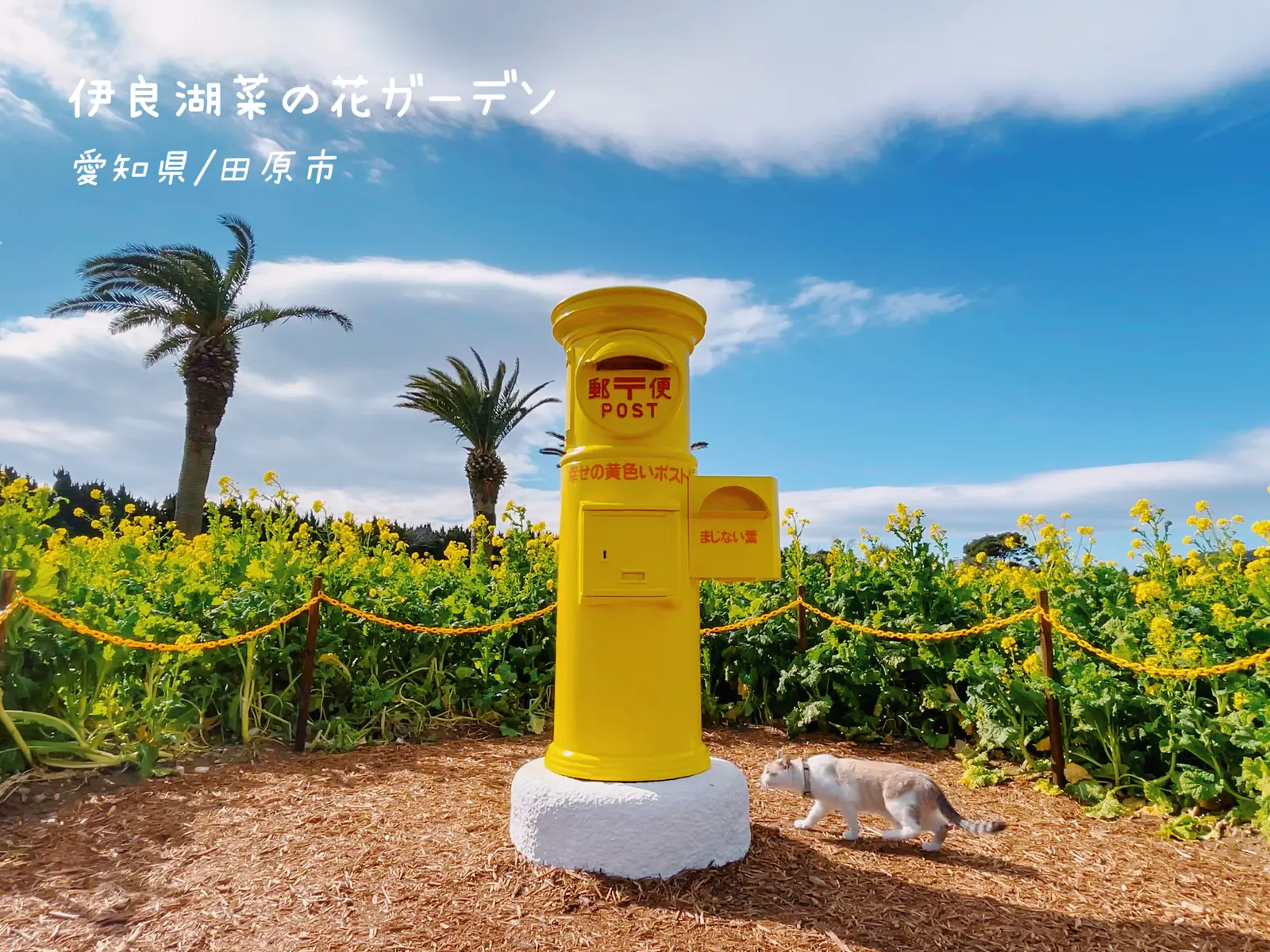 愛知県 1月なのに一面黄色の花畑がある場所 Monalienが投稿したフォトブック Lemon8