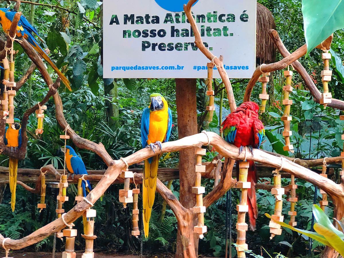 イグアスの滝 カラフルな鳥が大集合 南米最大のバードパーク Viagem S321が投稿した記事 Sharee