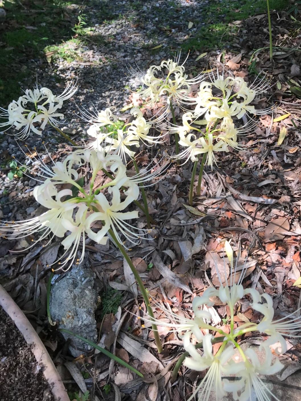 白い彼岸花 Mizu5802が投稿したフォトブック Lemon8