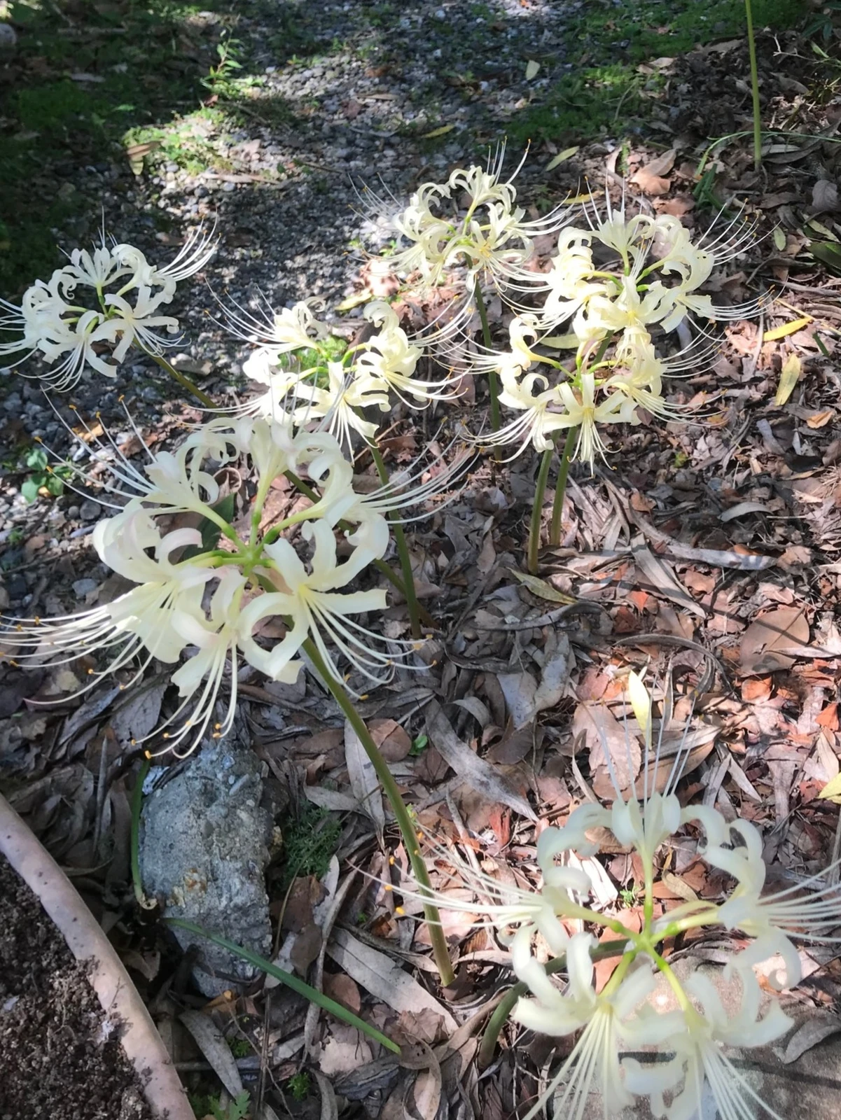 白い彼岸花 Mizu5802が投稿したフォトブック Lemon8