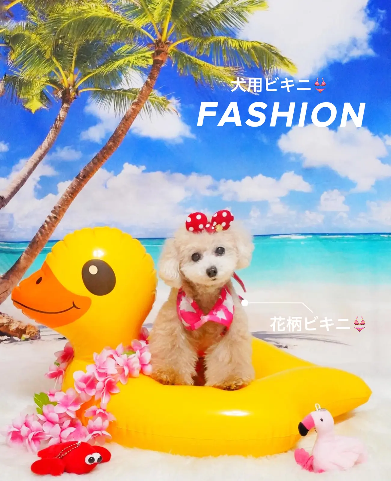 犬用ビキニ がセクシー Cute プリッフィーが投稿したフォトブック Lemon8
