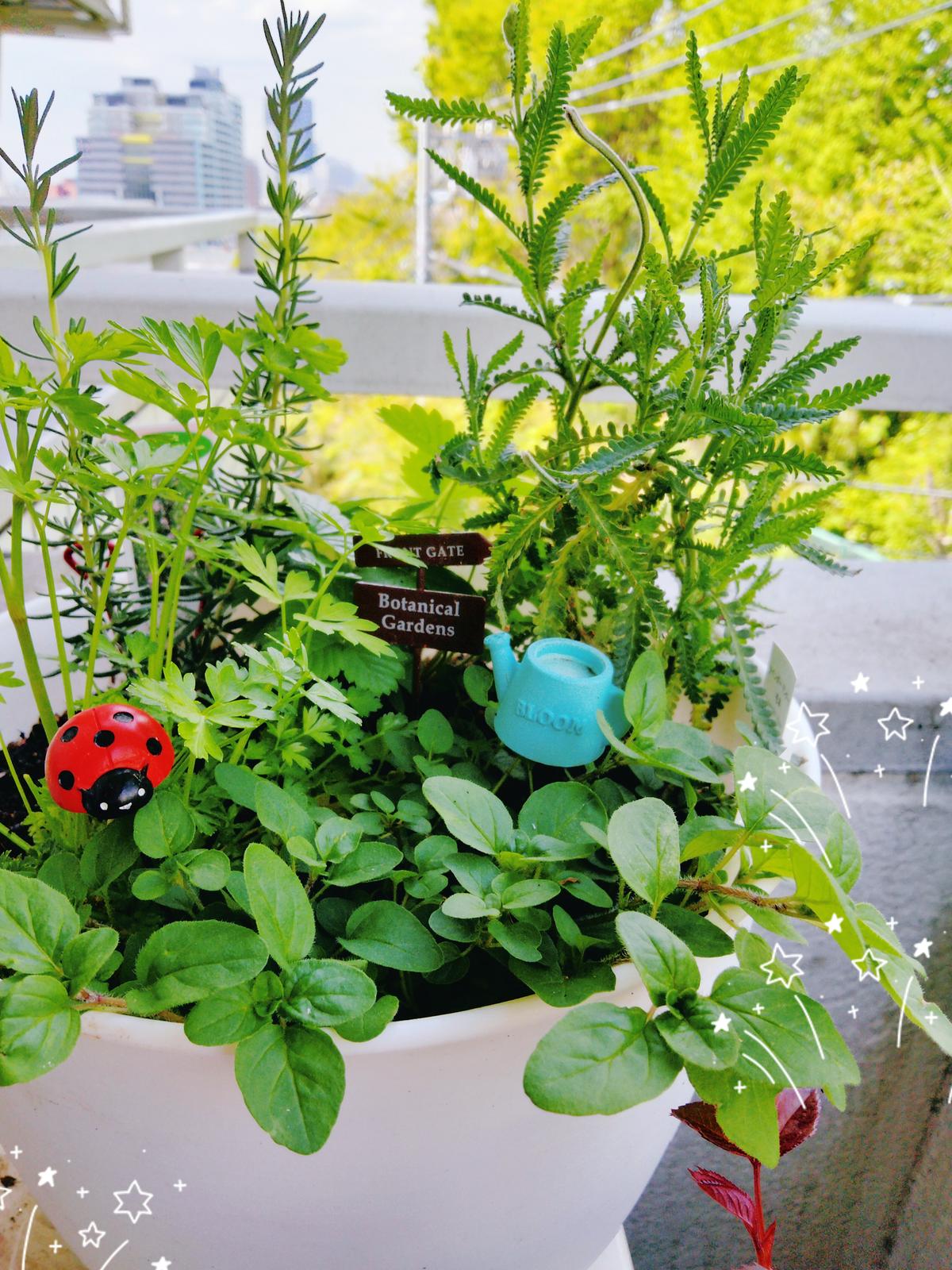 ハーブの寄せ植え Akeminが投稿したフォトブック Sharee