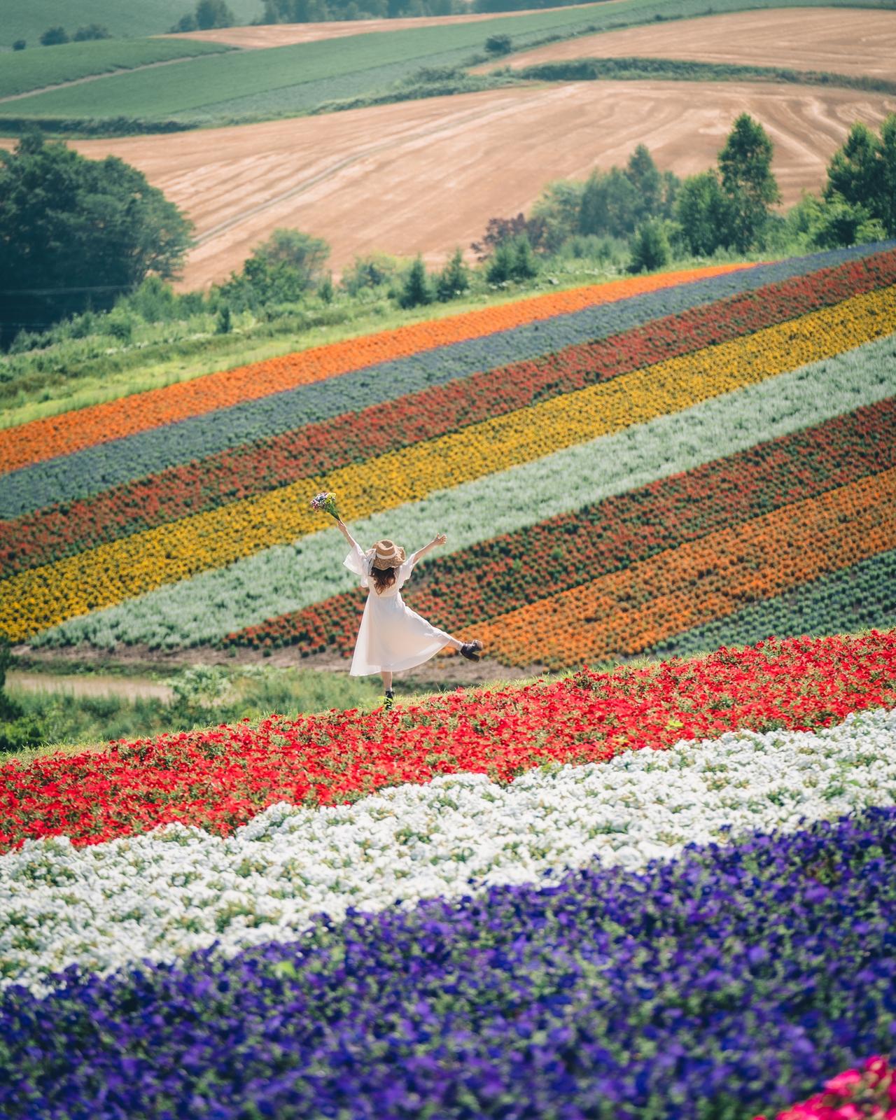 花畑のグラデーション 四季彩の丘 Mizukimemorypicが投稿したフォトブック Lemon8