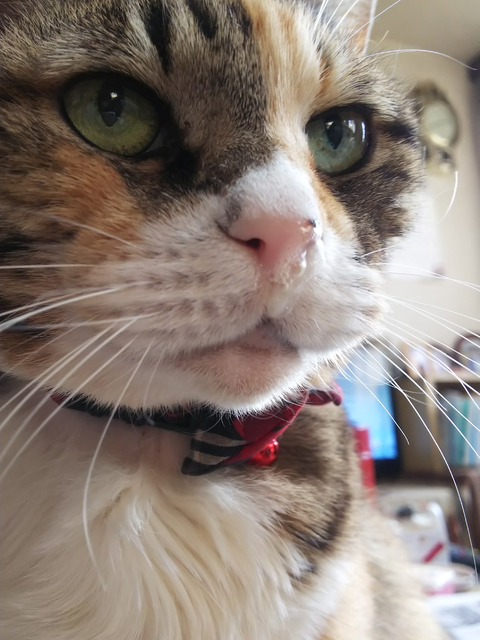 ななちゃんに豆ちゃんがおネムで甘えん坊😍  樹龍翔恵が投稿した 