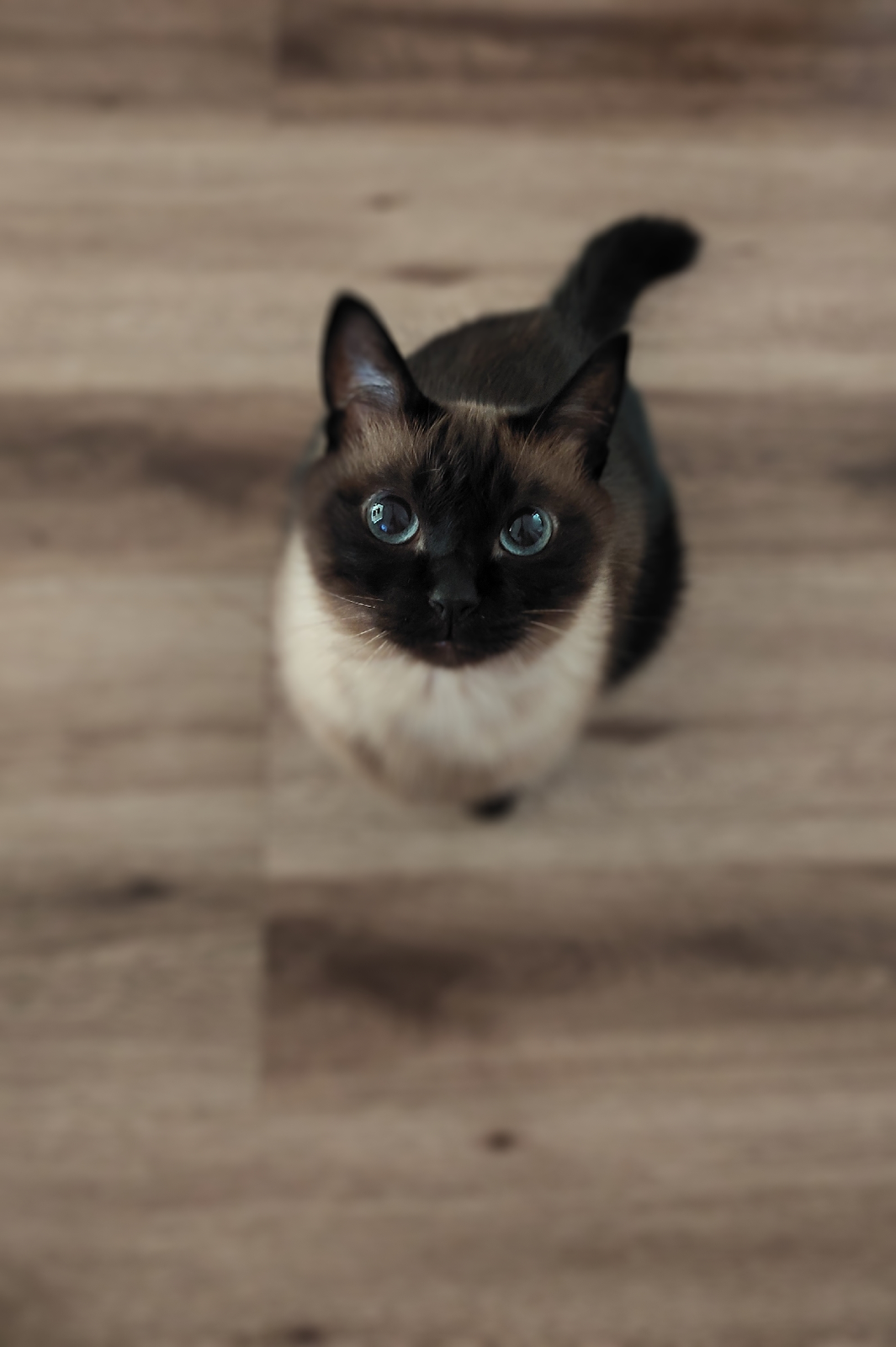 うちの子がかわいすぎる上目遣いが上手なんです  liiemlrd_84が投稿 