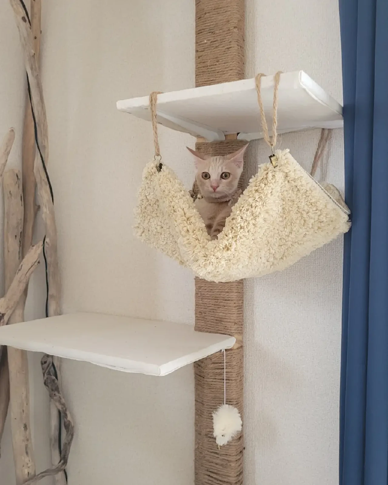 Diyキャットタワー Diy ハンモック ネコすき 子猫 やっぷんが投稿したフォトブック Lemon8